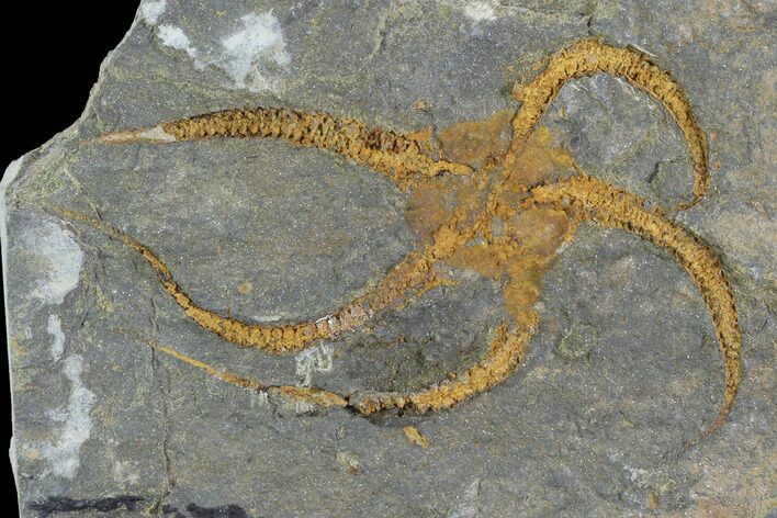 Detailed Ordovician Brittle Star (Ophiura) - Morocco #89216